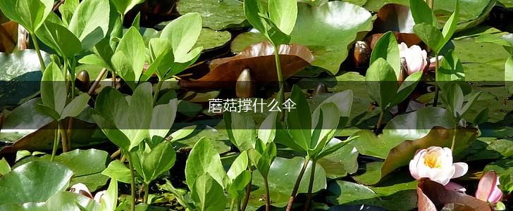 蘑菇撑什么伞,第1张
