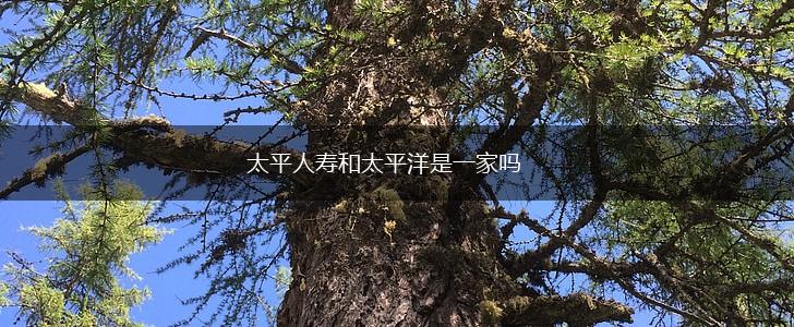 太平人寿和太平洋是一家吗,第1张