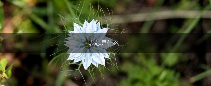表芯是什么,第1张