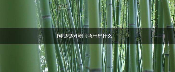 国槐槐树荚的药用是什么,第1张