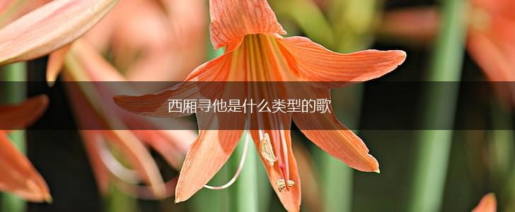 西厢寻他是什么类型的歌,第1张