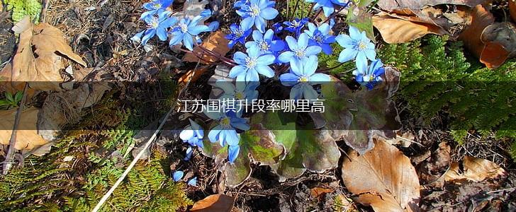江苏围棋升段率哪里高,第1张