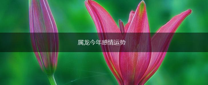 属龙今年感情运势,第1张