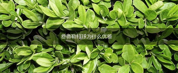 费德勒打球为什么优雅,第1张