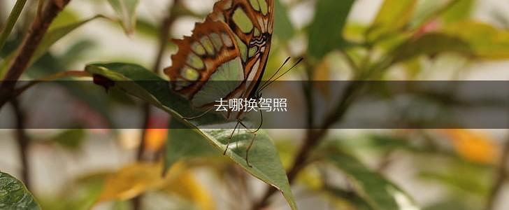 去哪换驾照,第1张