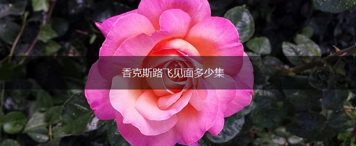 香克斯路飞见面多少集,第1张