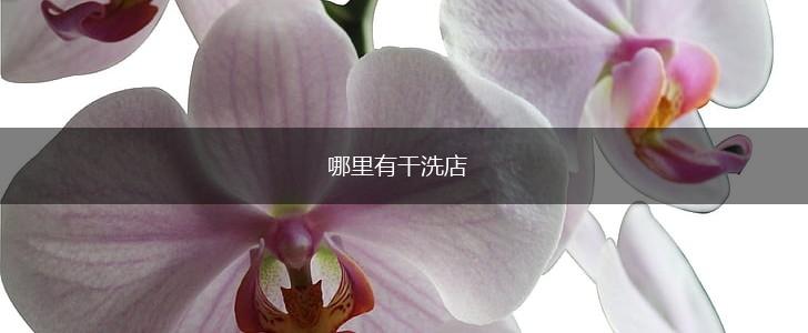 哪里有干洗店,第1张