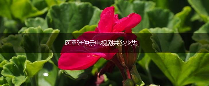 医圣张仲景电视剧共多少集,第1张