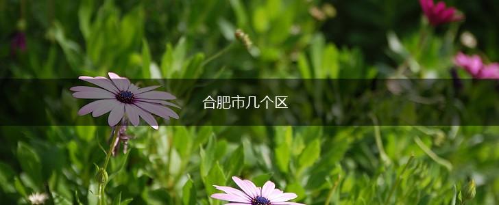 合肥市几个区,第1张