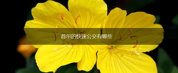 首尔的快速公交有哪些,第1张