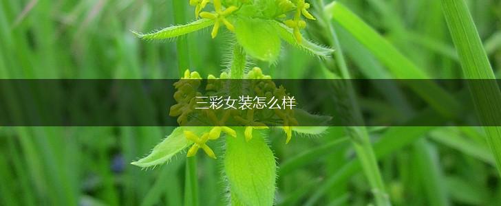 三彩女装怎么样,第1张