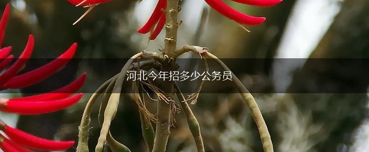 河北今年招多少公务员,第1张