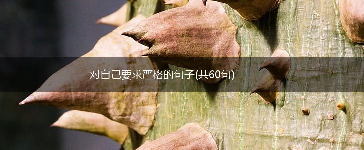对自己要求严格的句子(共60句),第1张