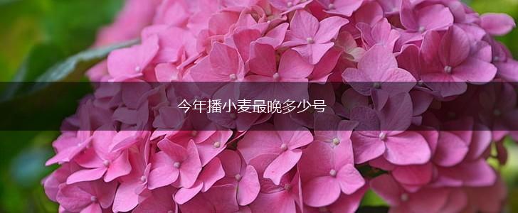 今年播小麦最晚多少号,第1张
