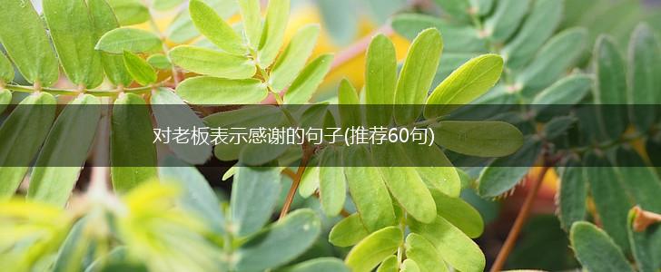 对老板表示感谢的句子(推荐60句),第1张