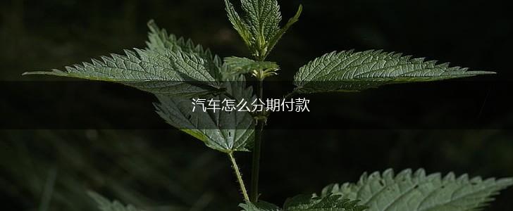 汽车怎么分期付款,第1张