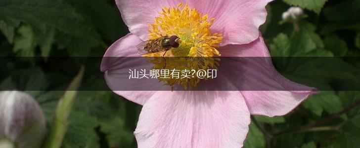 汕头哪里有卖?@印,第1张