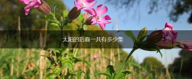 太阳的后裔一共有多少集,第1张