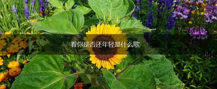看你是否还年轻是什么歌,第1张