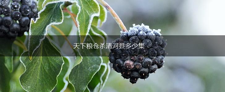 天下粮仓杀清河县多少集,第1张