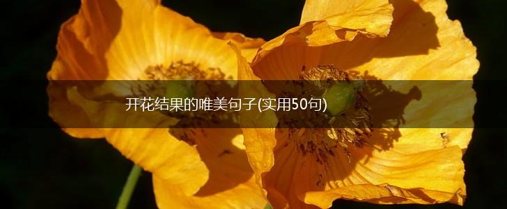 开花结果的唯美句子(实用50句),第1张