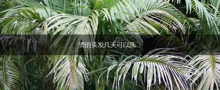 烫的头发几天可以洗,第1张