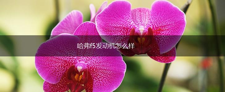哈弗f5发动机怎么样,第1张