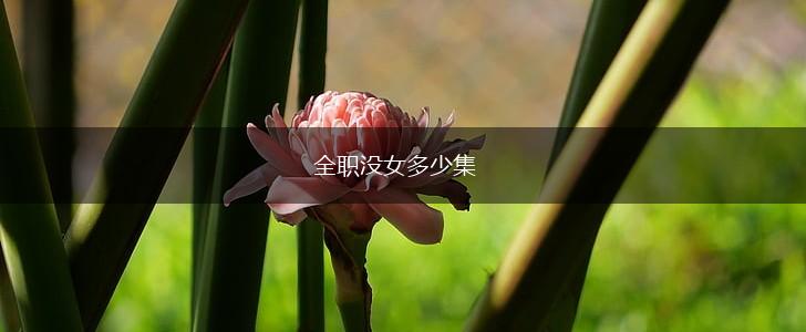 全职没女多少集,第1张