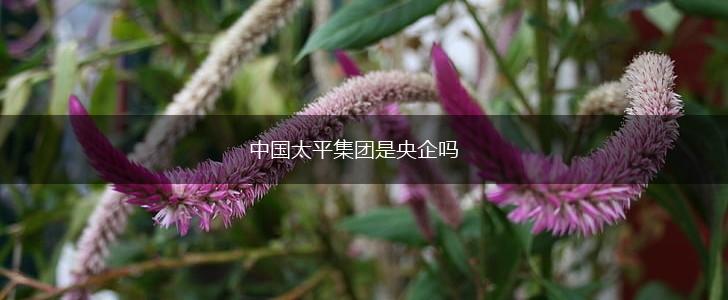 中国太平集团是央企吗,第1张