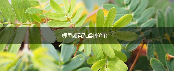 哪里能看到塑料价格,第1张