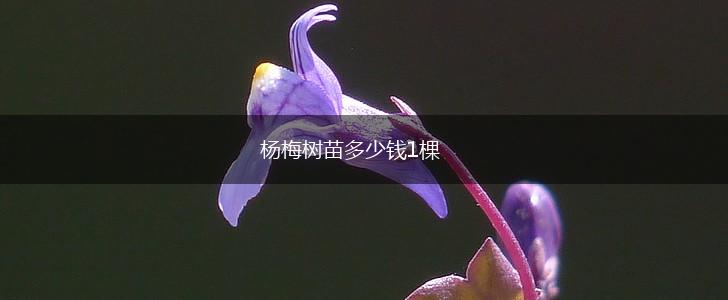 杨梅树苗多少钱1棵,第1张