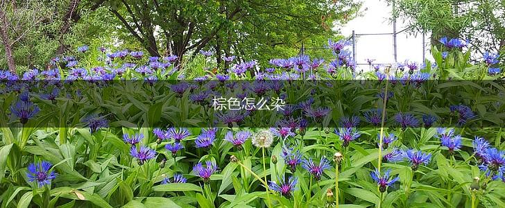棕色怎么染,第1张