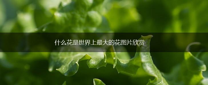 什么花是世界上最大的花图片欣赏,第1张