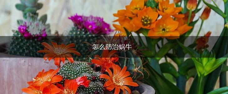 怎么防治蜗牛,第1张