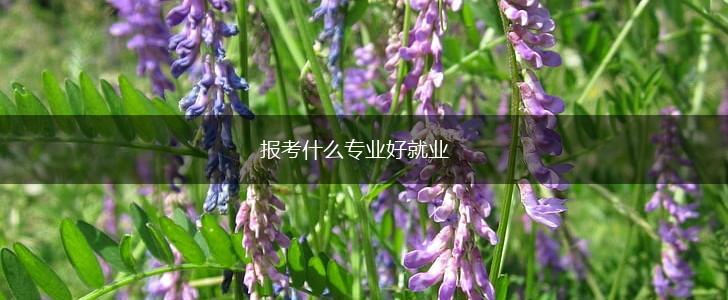 报考什么专业好就业,第1张