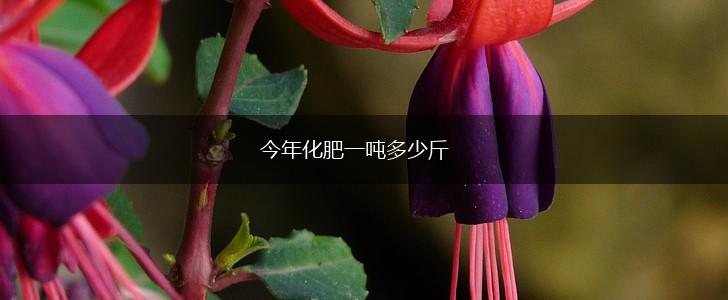 今年化肥一吨多少斤,第1张