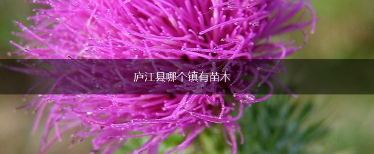 庐江县哪个镇有苗木,第1张