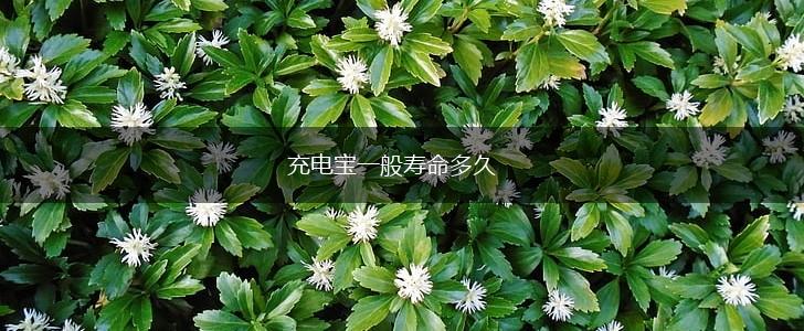 充电宝一般寿命多久,第1张