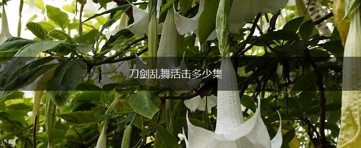 刀剑乱舞活击多少集,第1张
