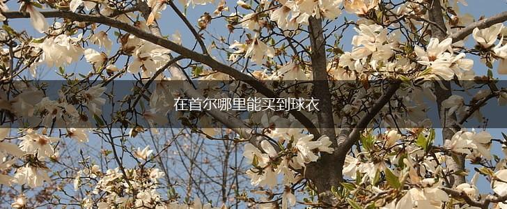 在首尔哪里能买到球衣,第1张