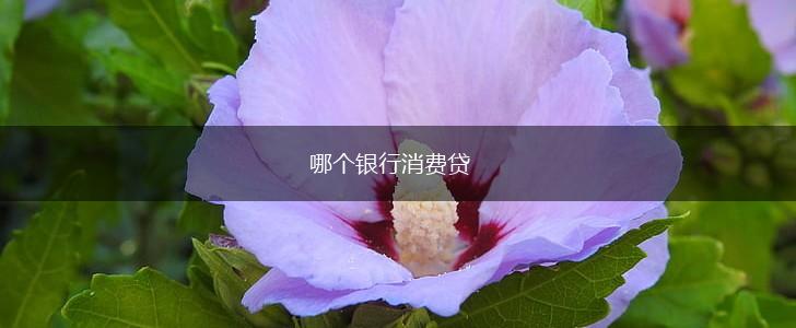 哪个银行消费贷,第1张
