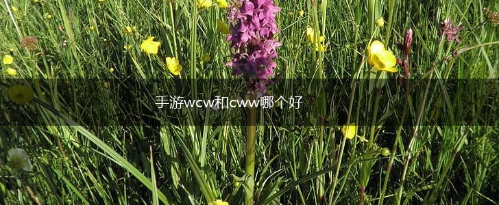 手游wcw和cww哪个好,第1张