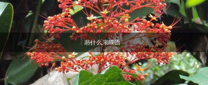 悲什么来成语,第1张