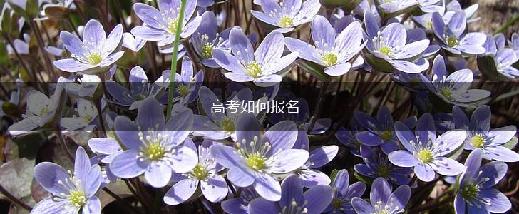 高考如何报名,第1张