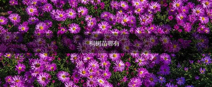 桐树苗哪有,第1张