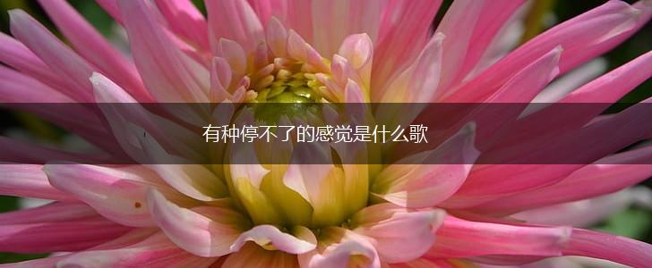 有种停不了的感觉是什么歌,第1张