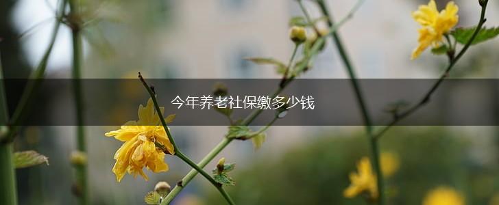 今年养老社保缴多少钱,第1张