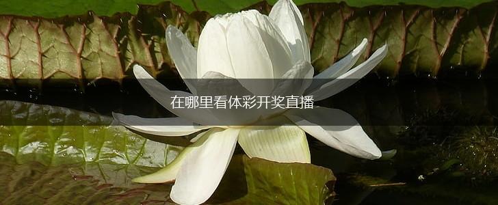 在哪里看体彩开奖直播,第1张