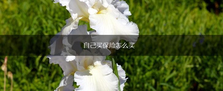 自己买保险怎么买,第1张