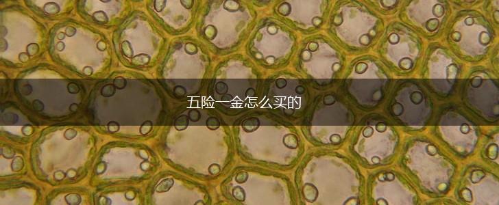 五险一金怎么买的,第1张